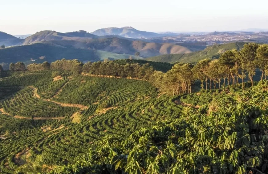 cafea de specialitate din america centrala