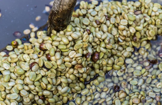 procesul de spalare honey cafea