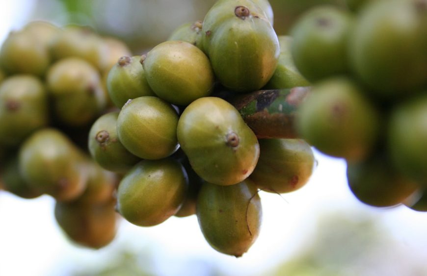 cafea verde clarocafe