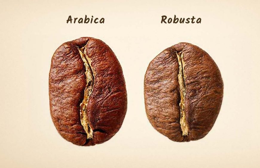 arabica sau robusta