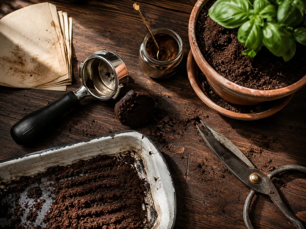 zaț de cafea încorporat în pământul dintr-un ghiveci